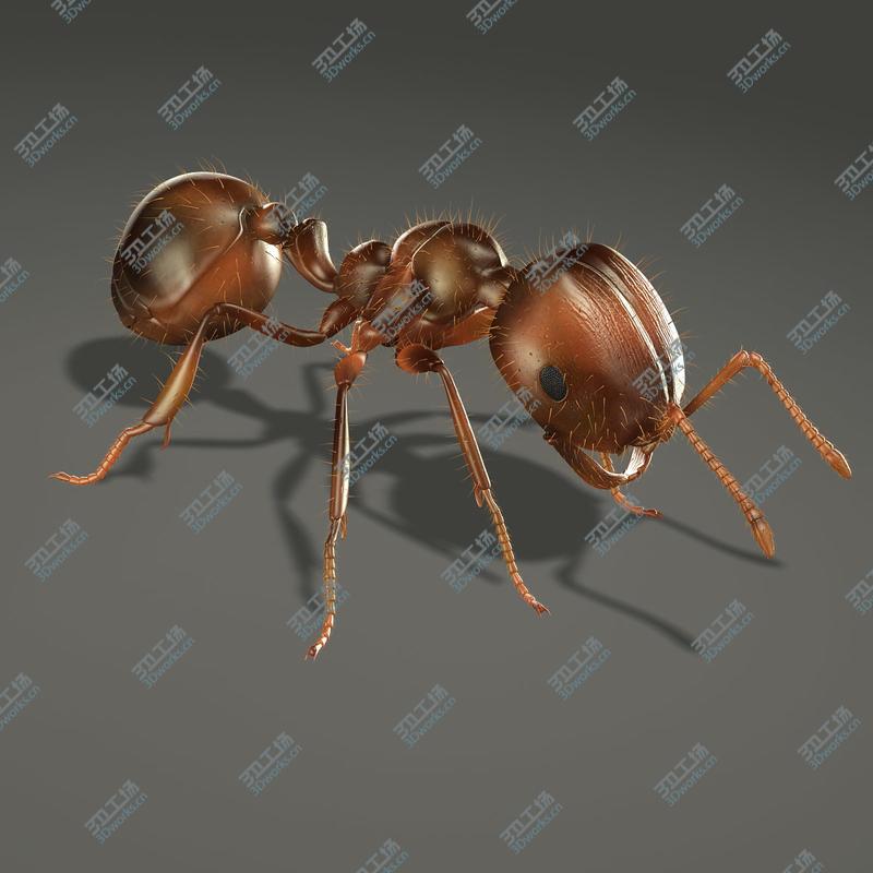 images/goods_img/2021040233/Fire Ant (ANIMATED)/2.jpg